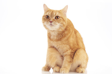 british shorthair cat