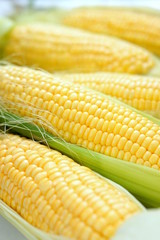 トウモロコシ