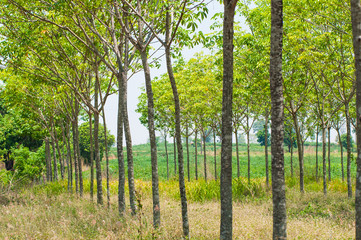 rubber plantation