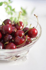  アメリカンチェリー 