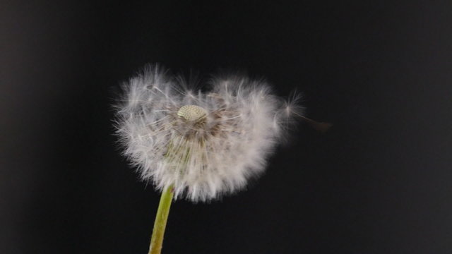 Samen einer Pusteblume werden weggeblasen