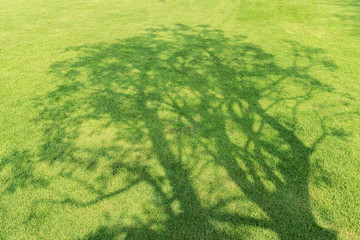 Tree shadow on short green grass in spring