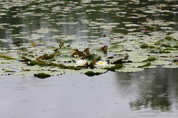 Water lily flowers 7713