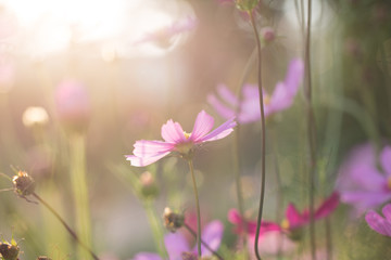 Pink cosmos