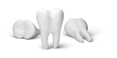 Human Teeth. 3D. Tooth