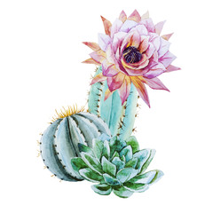 Aquarell Kaktus