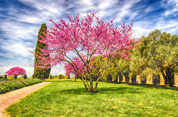 Beautiful Garden with flowered cherry trees