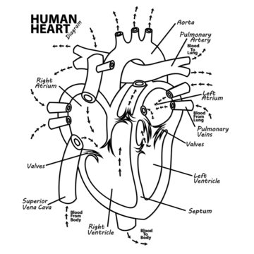 Human Heart Diagram Anatomy Outline, Vector Illustration