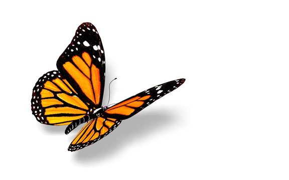 Butterfly. 3D. Butterfly 3