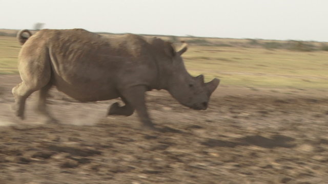 A white rhino running past the camera