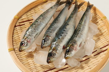 イワシ