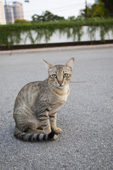 Fototapeta premium thai domestic cat sitting on asphalt road