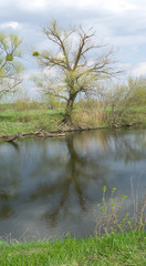 Fototapeta na wymiar Весенний пейзаж с рекой и деревом