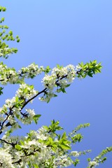 Spring flowers and flower trees