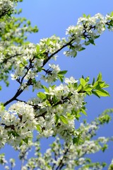 Spring flowers and flower trees