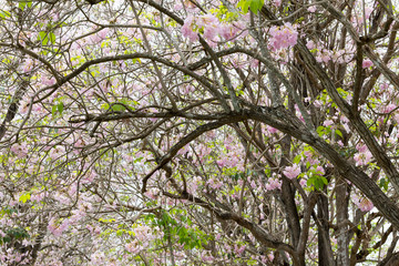 Pink Trumpet shrub, Pink Trumpet Tree, Pink Tecoma