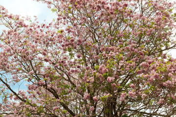 Pink Trumpet shrub, Pink Trumpet Tree, Pink Tecoma