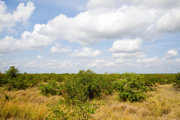 Obraz premium Typical landscape in Kruger National Park, South Africa.