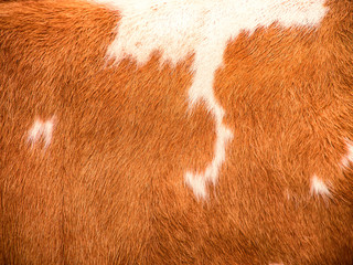 cow fur background (19)