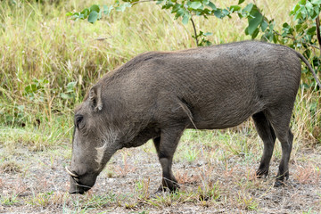 Warthog in Kruger National Park, South Africa.