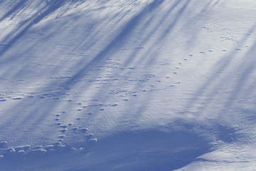 shadows on the snow