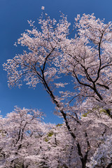 上野公園の花見