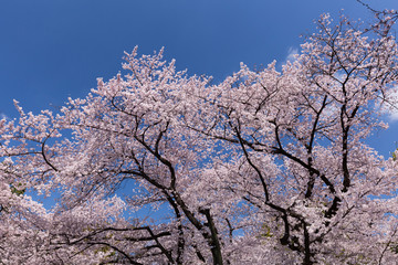 上野公園の花見