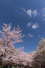 上野公園の花見