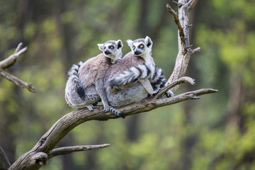 group on a tree Ring-tailed Lemur, Lemur catta,
