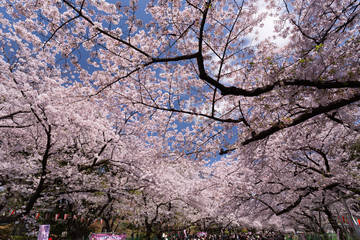 上野公園の花見