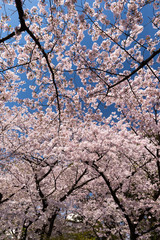 上野公園の花見