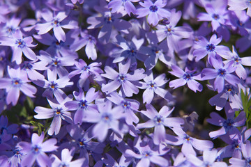 芝桜（紫シバザクラ）