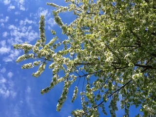 Kirschblüten in Weiß unter blauem Himmel