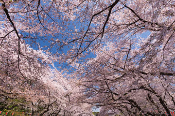 上野公園の花見