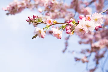 Zelfklevend Fotobehang kersenbloesems in de lente © Racle Fotodesign