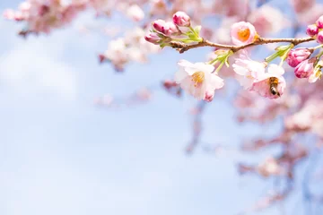 Tuinposter knoppen van de kersenbloesem © Racle Fotodesign