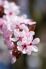 kirschblüten im garten