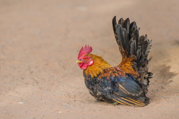 chicken bantam