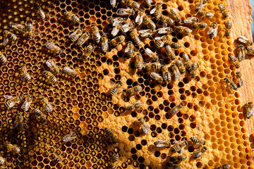 Busy bees, close up view of the working bees on honeycomb.