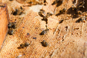 Busy bees, close up view of the working bees.