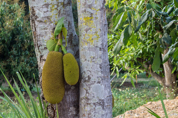 Jack fruit tree