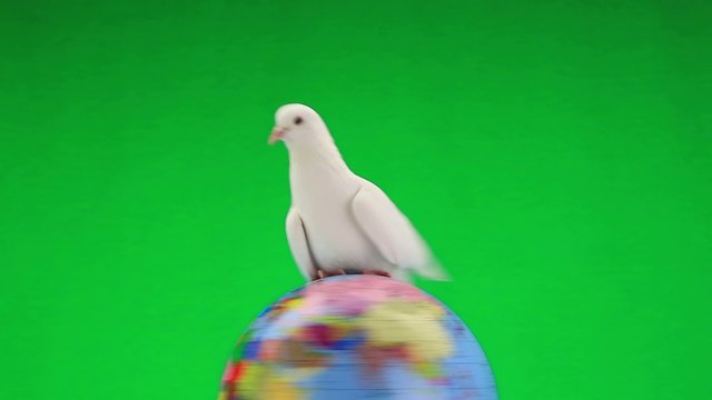white pigeon on the globe an earth symbol on green  screen