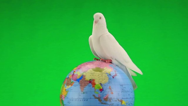 white pigeon on the globe an earth symbol on green  screen