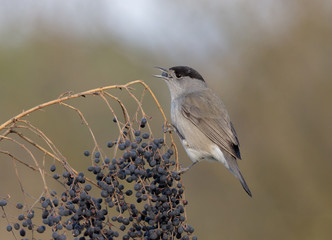 Capinera (sylvia communis)