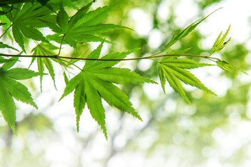 Fresh green maple leaves with soft focus.