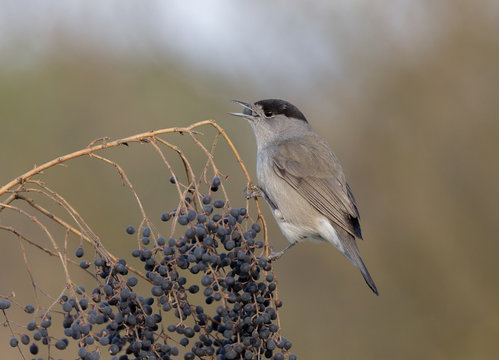 Capinera (sylvia communis)