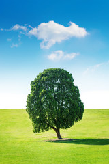 Fototapeta na wymiar Single tree,Tree in field and blue sky.