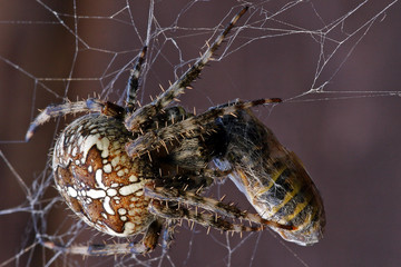 Spinne mit Beute im netz