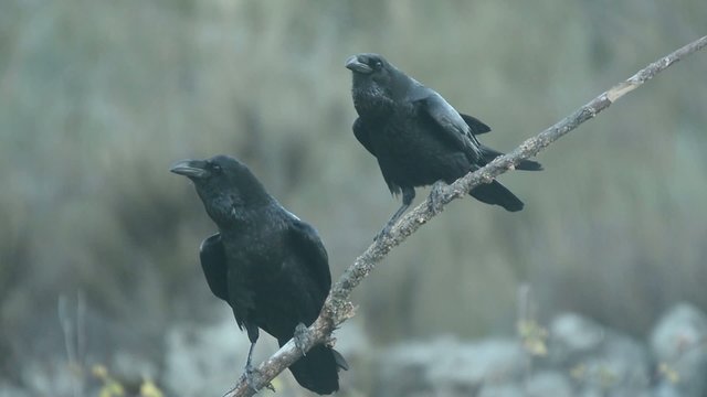 Raven, Corvus corax