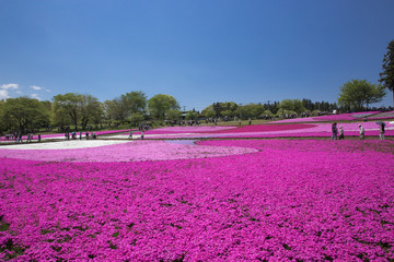 Fototapeta premium 一面に咲く芝桜（埼玉 羊山公園）